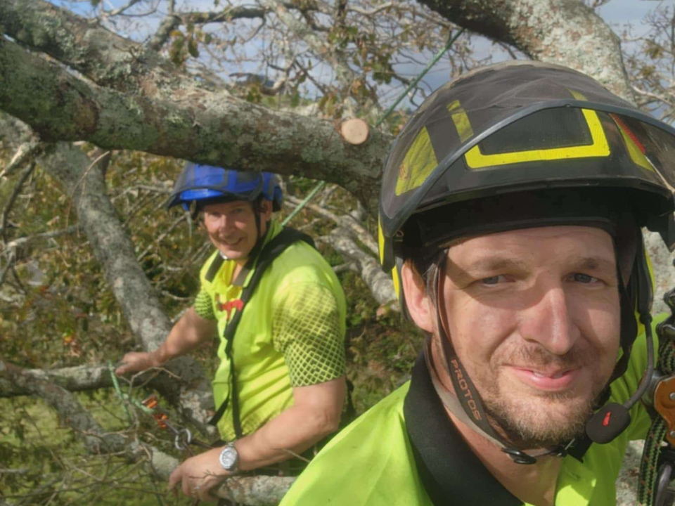 Two arborists in hi-vis shirts and helmets roped into the canopy of a large tree, with freshly cut limbs around them