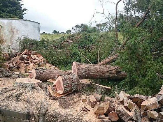 Felled conifers beside a water tank, with the trunks cut into firewood lengths and stacked
