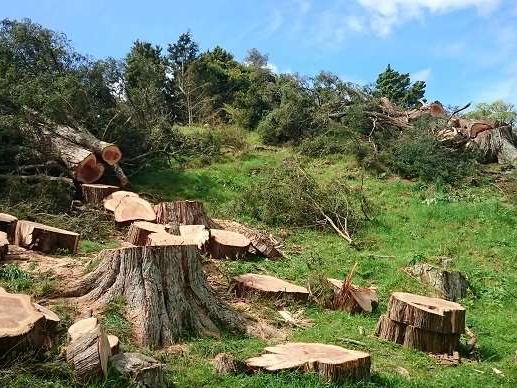 Hillside cleared of large trees, with stumps and cut rounds left on the grass