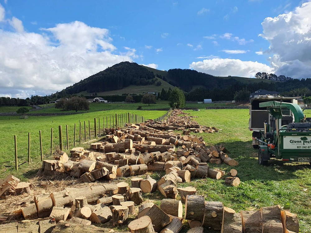 Long line of cut rounds laid out beside a paddock fence after a shelter belt was felled