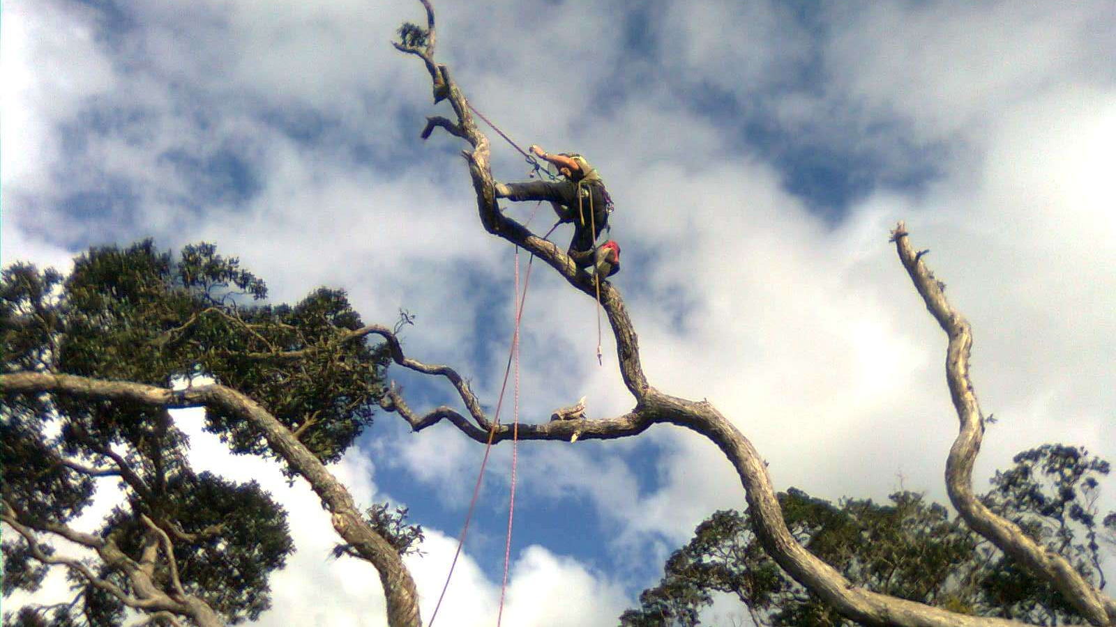 Arborist on ropes high in the bare crown of a large tree, working along a limb against a cloudy blue sky
