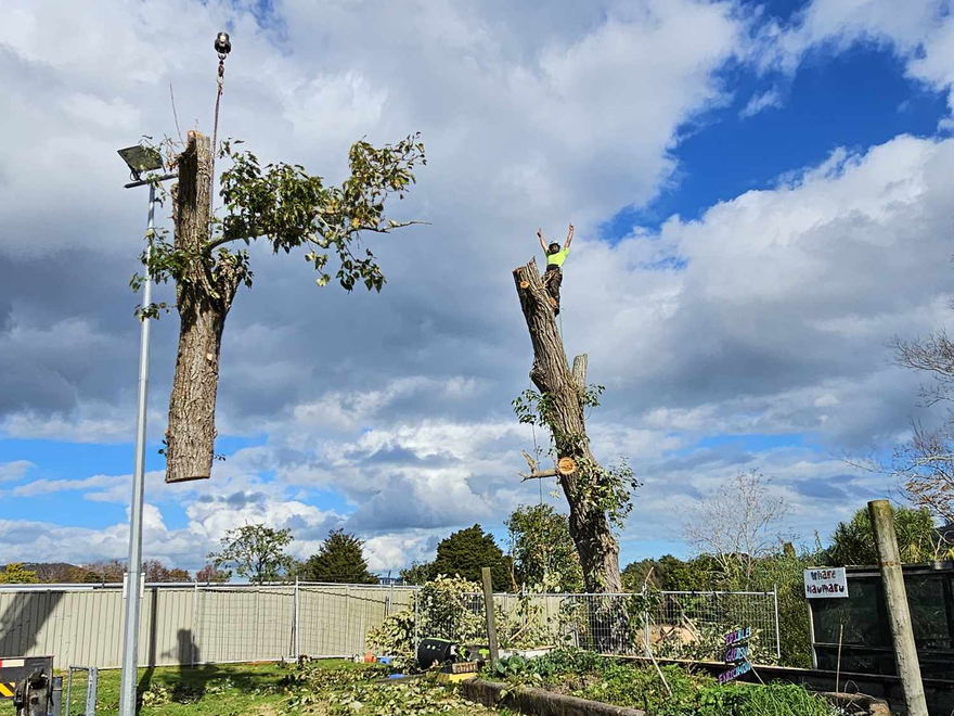 Crane lifting a cut section of trunk away while an arborist works at the top of the remaining stem beside a lawn